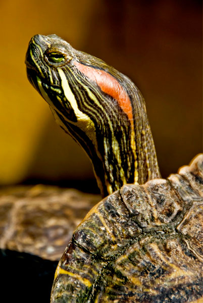 Photograph Guillermo Magana Quesada Patience on One Eyeland